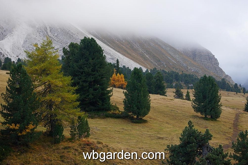 wbgarden alps 55.JPG